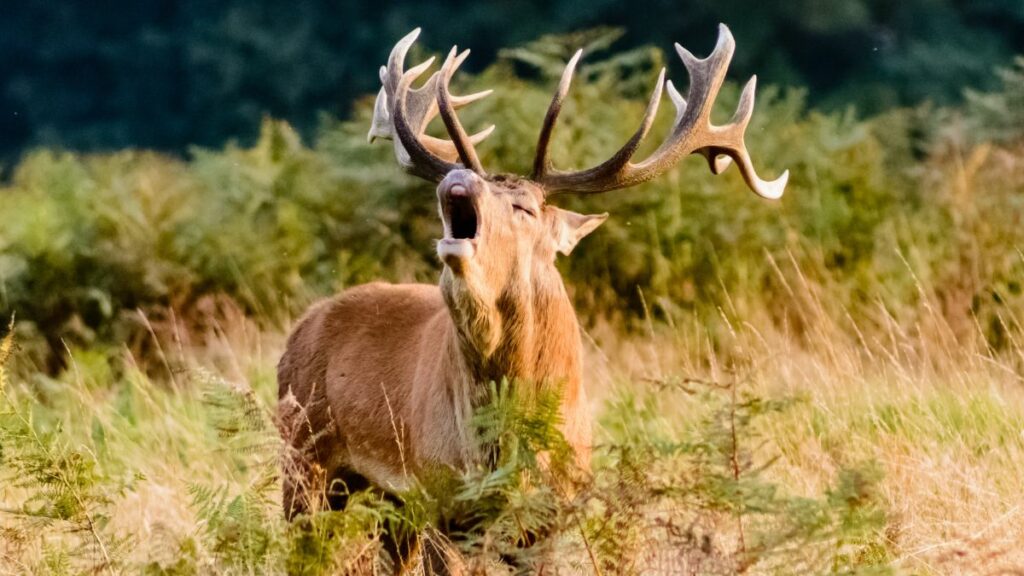 Deer screaming during the best hunting season in the U.S.—fall and winter.