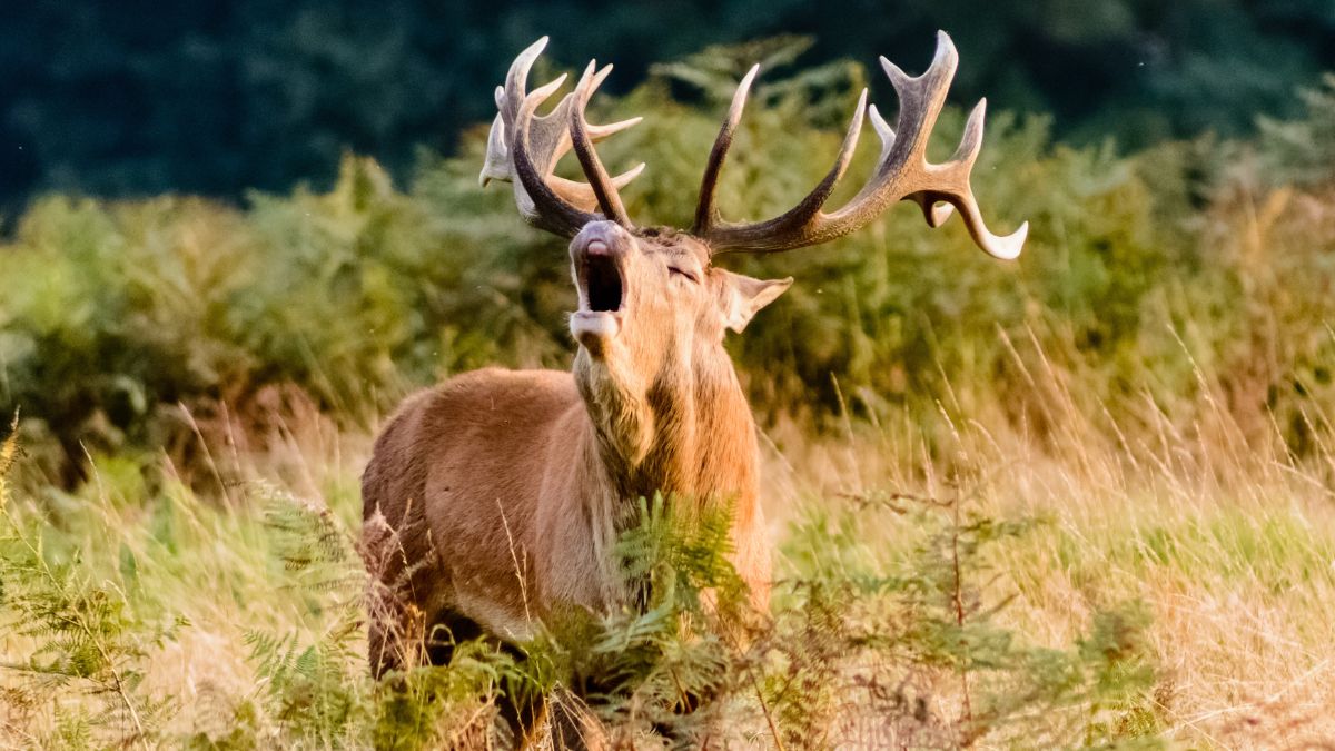 Deer screaming during the best hunting season in the U.S.—fall and winter.