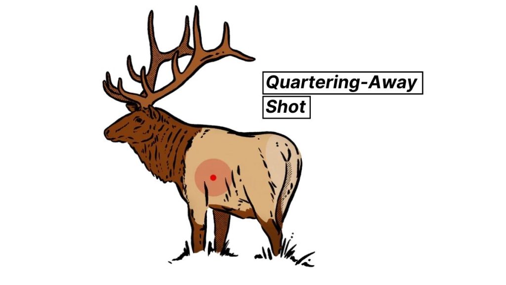 Quartering-Away Shot on an Elk