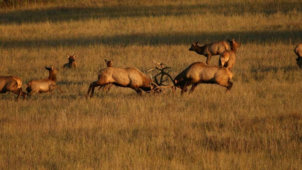 elk hunting location