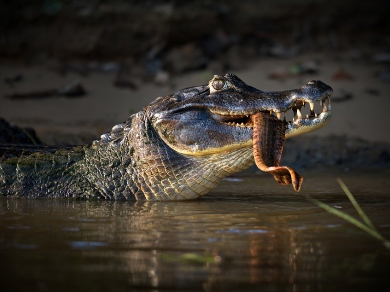 A large crocodile with partially open jaws swims in murky water, holding a snake in its teeth. The setting has a natural, wild atmosphere.