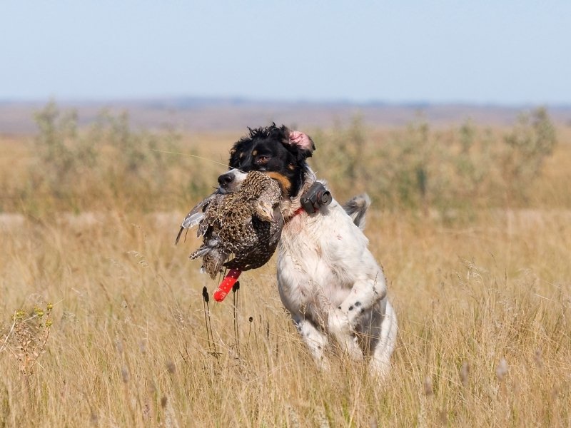A hunting dog runs through a grassy field carrying a Grouse bird in its mouth. The dog looks focused, set against a backdrop of open wilderness under clear skies.