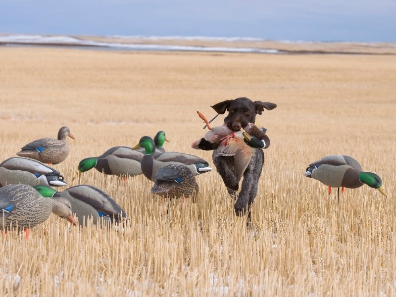 A hunting dog runs through a field holding a duck, surrounded by several duck decoys. The scene is set in an open, harvested wheat field under a cloudy sky.