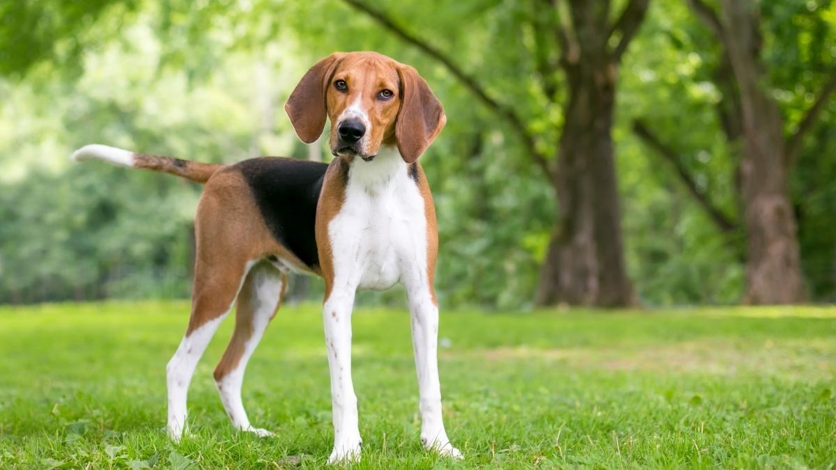 american foxhound hunt coyotes | coyote hunting