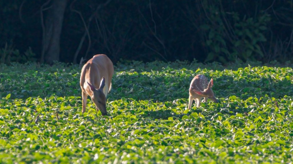 deer and fawn eating crop from soybean field, food plots for deer