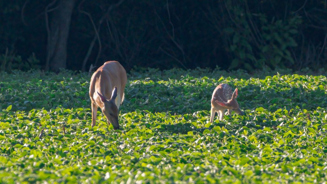 deer and fawn eating crop from soybean field, food plots for deer