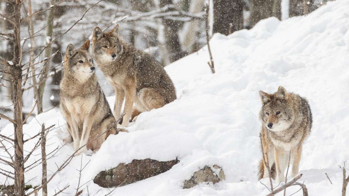 do coyotes hunt in packs | coyote hunting