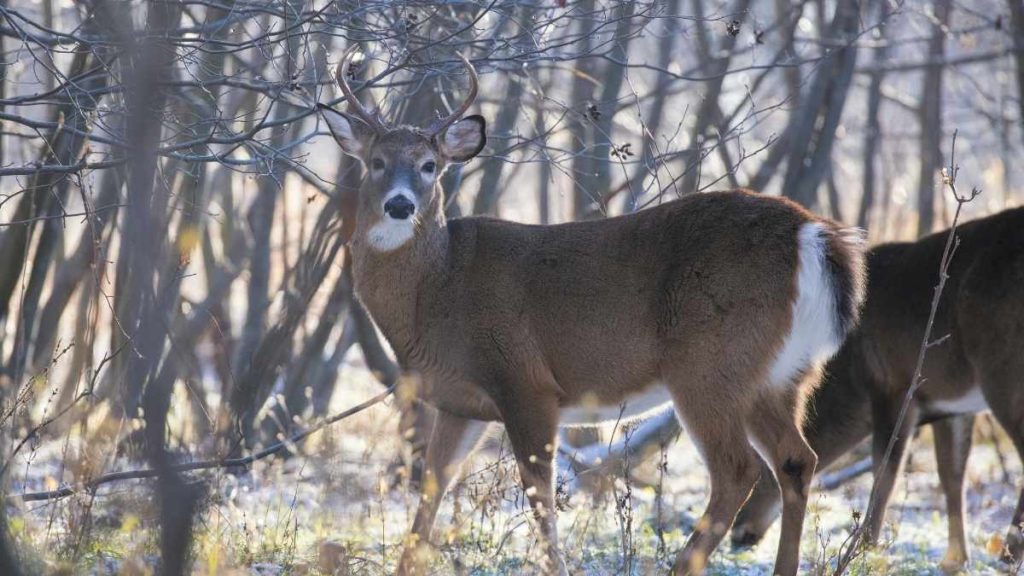 how to still hunt whitetail deer