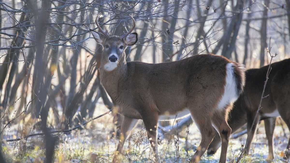 how to still hunt whitetail deer