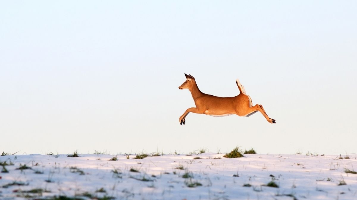 how to still hunt whitetail deer