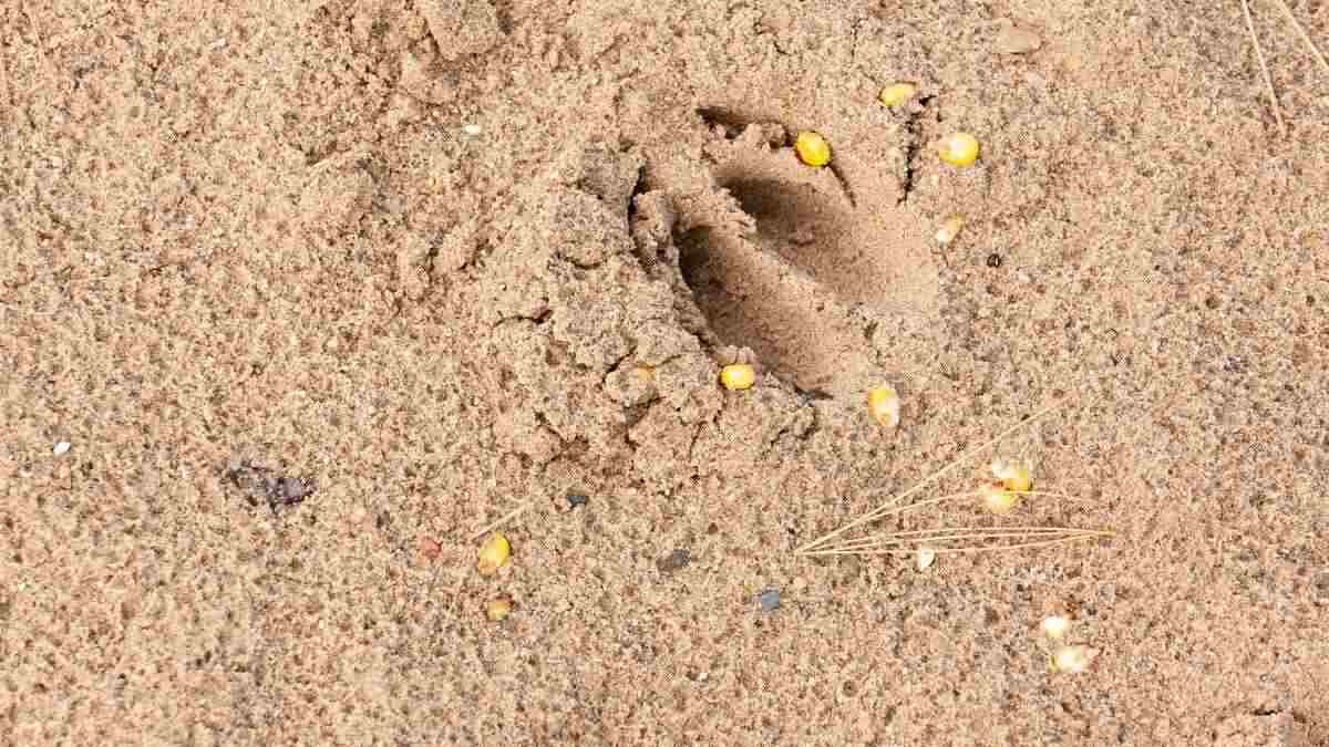 still hunting techniques