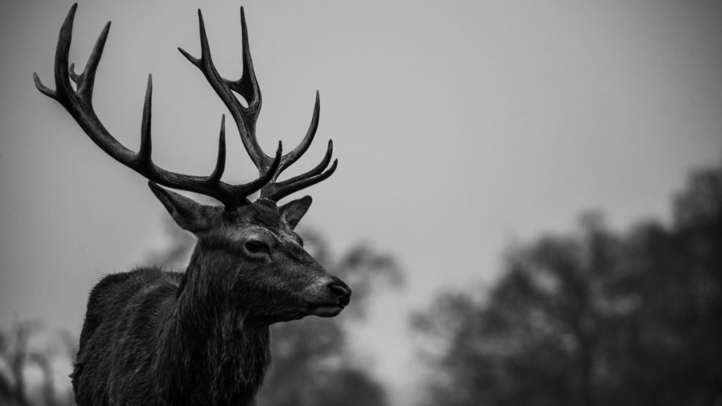 Deer Hunting Season in Alabama