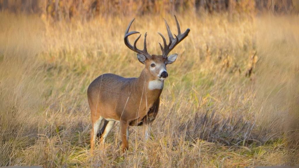 Deer hunting in Mississippi