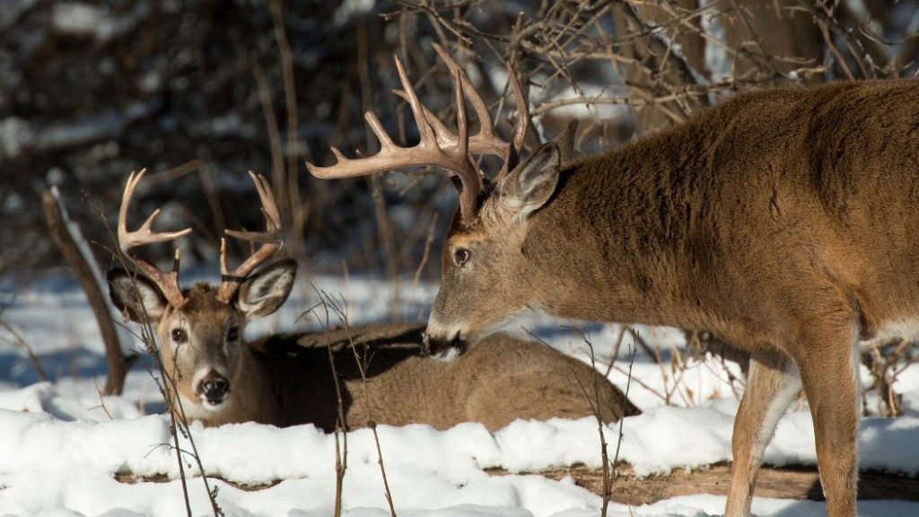 best places to hunt deer in Michigan