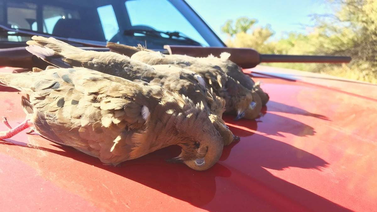 dove hunting season in alabama