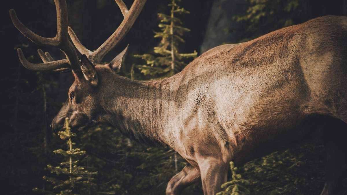elk tag