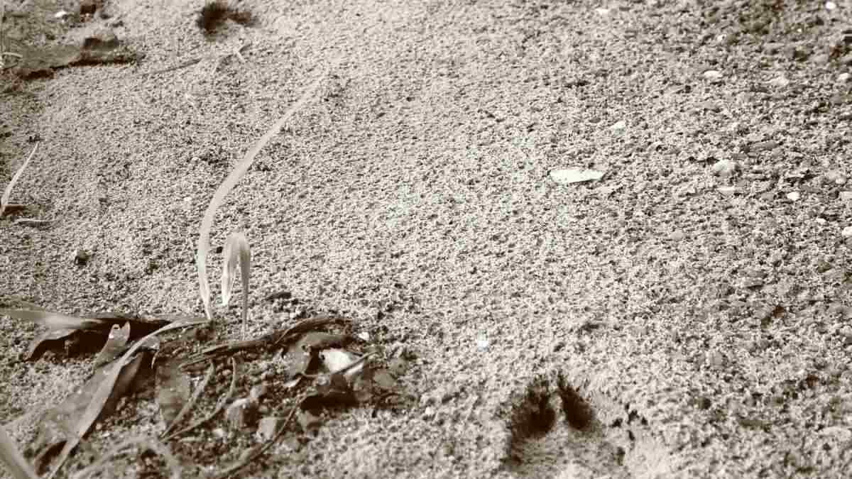 ethical hunting practices