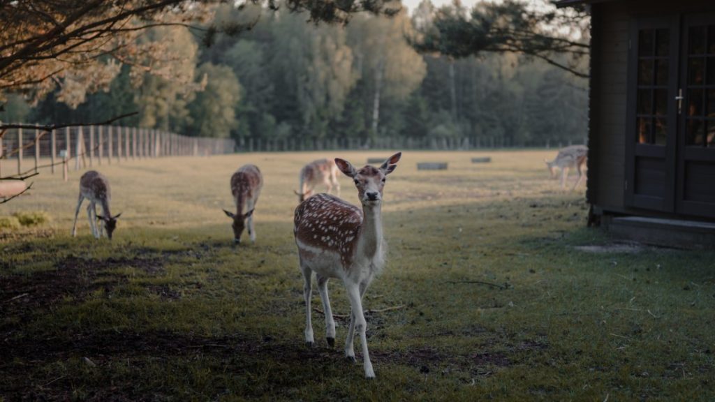 how to attract deer to your property fast