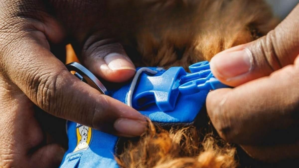 ruffwear front range harness size guide