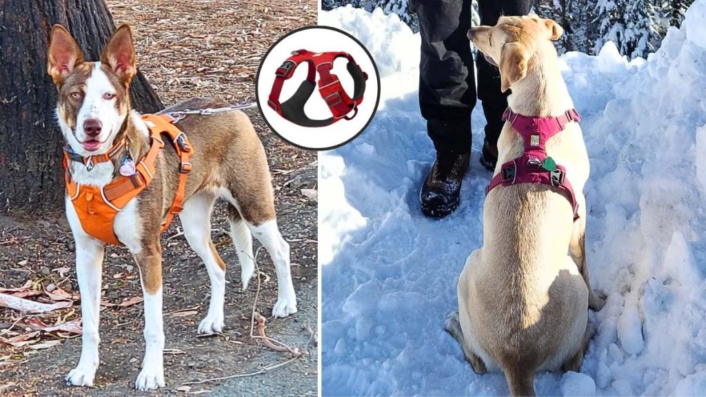 Ruffwear Front Range Dog Harness Review