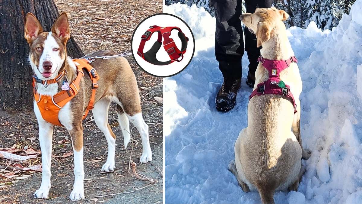 Ruffwear Front Range Dog Harness Review